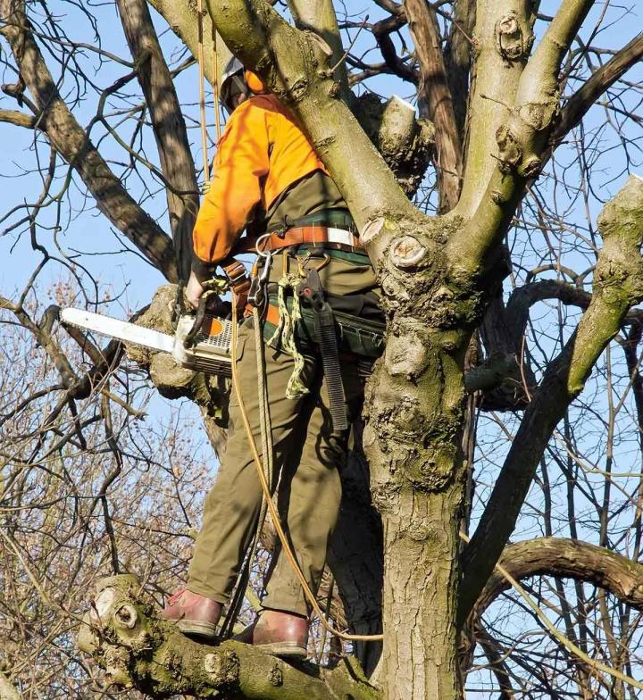 Découvrez nos différentes prestations en matière d’abattage.